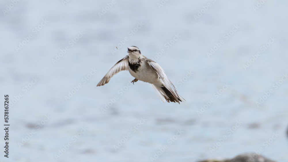 Obraz premium ハクセキレイ