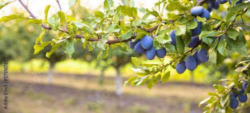 Ripe plums in plum garden. Agriculture Harvesting background. Plum orchard in countryside.