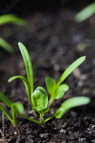 Young spinach seedlings or sprouts in black soil (Selective Focus, Focus on the upper part of the round leaf one third into the image)