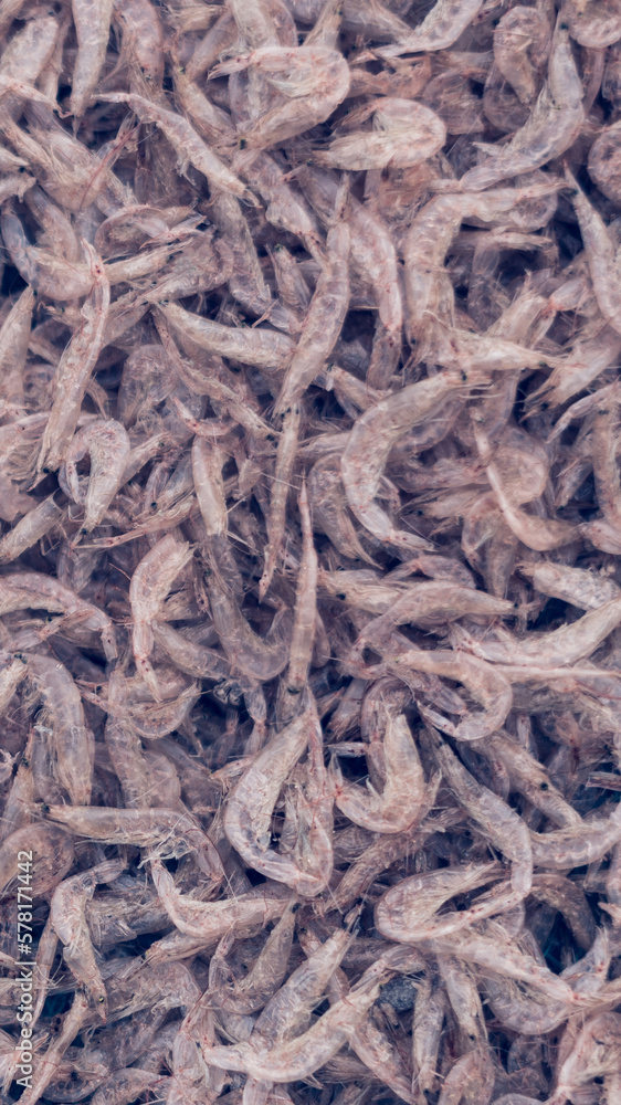Plenty of dry shrimp background market for sell. Close-up pile texture detail bright light pink pale tone. Vertical format banner wallpaper cute