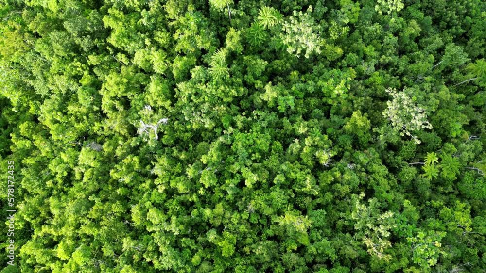 Aerial Top Down view of tropical jungle in Virac, Catanduanes, Philippines Aerial Top Down view of tropical jungle in Virac, Catanduanes, Philippines