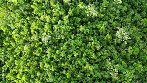 Aerial Top Down view of tropical jungle in Virac, Catanduanes, Philippines photo