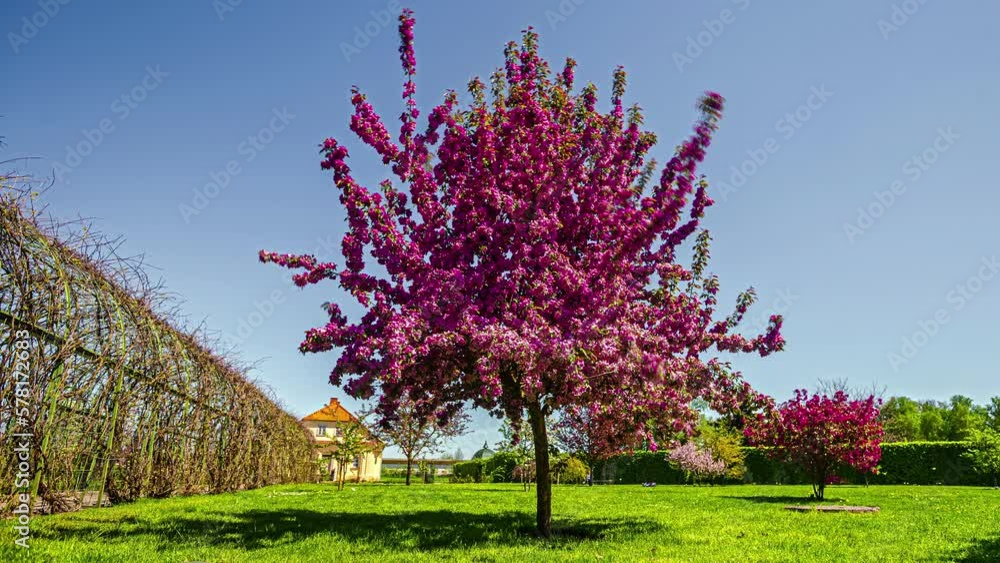 Pink cherry blossom tree in private home estate on sunny day, fusion time lapse Pink cherry blossom tree in private home estate on sunny day, fusion time lapse