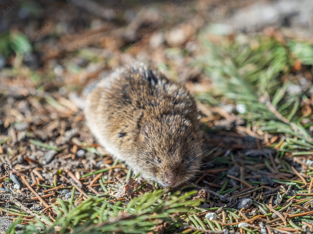 A closeup of a Common vole, Microtus arvalis, on the ground with a blurry background A closeup of a Common vole, Microtus arvalis, on the ground with a blurry background