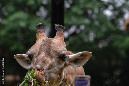 Closeup of giraffe eating leaves, tall giraffe eats leaves from the tree