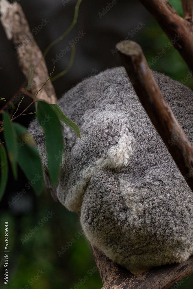 Koala or koala bear hiding from the rain. It is native animal species of Australia. Koala or koala bear hiding from the rain. It is native animal species of Australia.