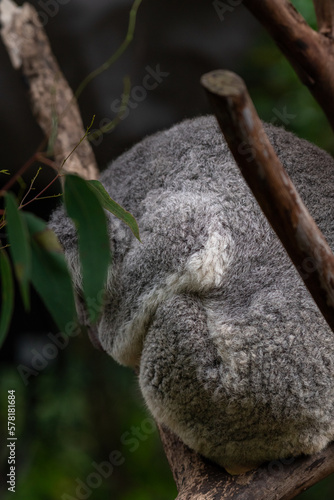 Koala or koala bear hiding from the rain. It is native animal species of Australia.