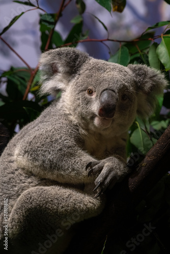 Fototapeta Naklejka Na Ścianę i Meble -  australian koala sit on tree, Sydney, NSW, australia. exotic iconic aussie mammal animal with infant in lush jungle rainforest