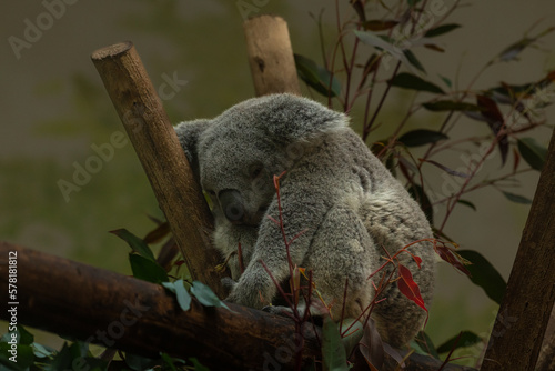 Fototapeta Naklejka Na Ścianę i Meble -  Southern Koala sleeping in a eucalyptus tree gripping on to the tree trunk with its sharp claws. Cute grey koala bear resting in a tree after eating eucalyptus leaves.