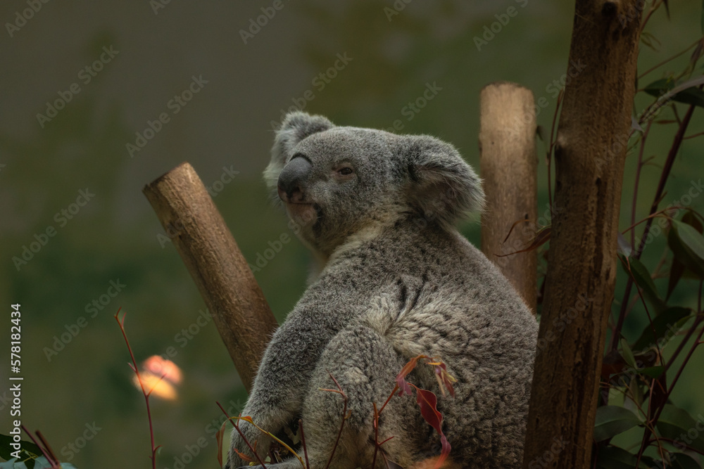 Fototapeta premium Australian Koala Bear holding onto a tree trunk