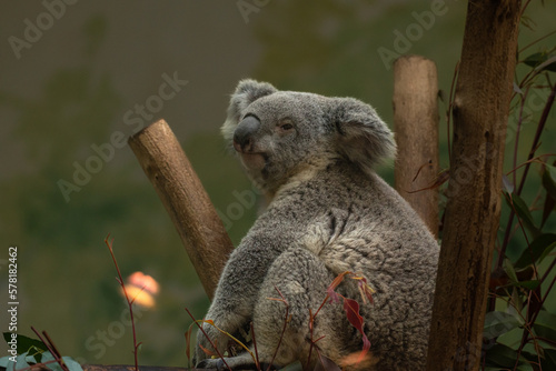 Fototapeta Naklejka Na Ścianę i Meble -  Koala bear eats gum leaves. Koala bear on a gum tree. A koala bear climbs the gum tree and eats the leaves