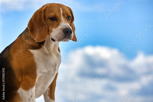 Fototapeta Naklejka Na Ścianę i Meble -  Portrait of an adult dog of the Beagle breed against the background of a blue sky with fluffy clouds. Cute dog with long ears and sad eyes poses against the blue background of the sky