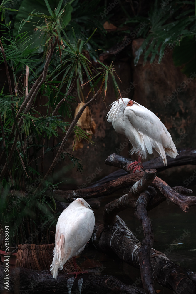 Obraz premium Two Intermediate egret perching on the tree