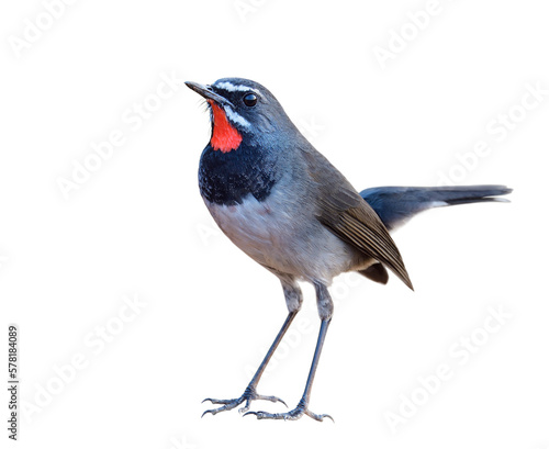 charming slim bird standing on rock isolated on white background, male of chinese rubythroat