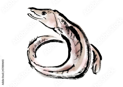 鱧の手描き和風イラスト素材