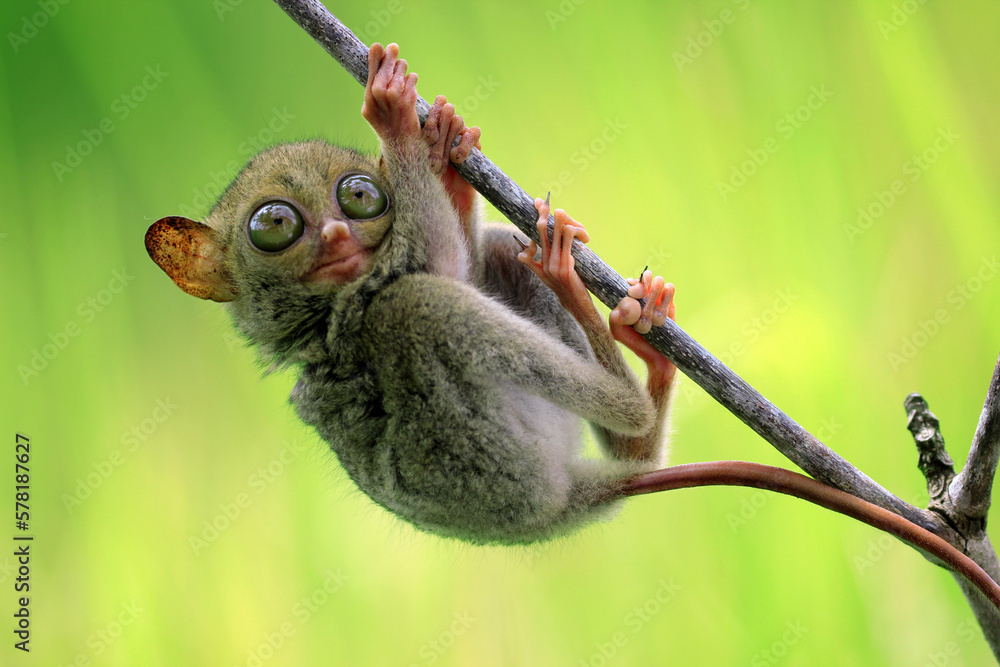 Fototapeta premium tarsier, Kalimantan tarsier hanging on a wooden branch with green and yellow background