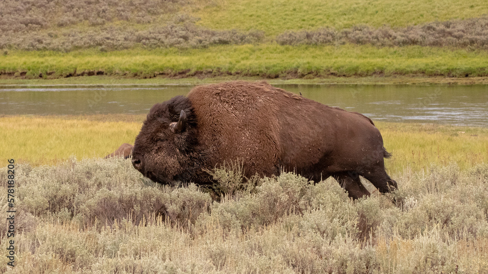 American Bison Buffalo bull running during the rut in Hayden Valley in Yellowstone National Park United States