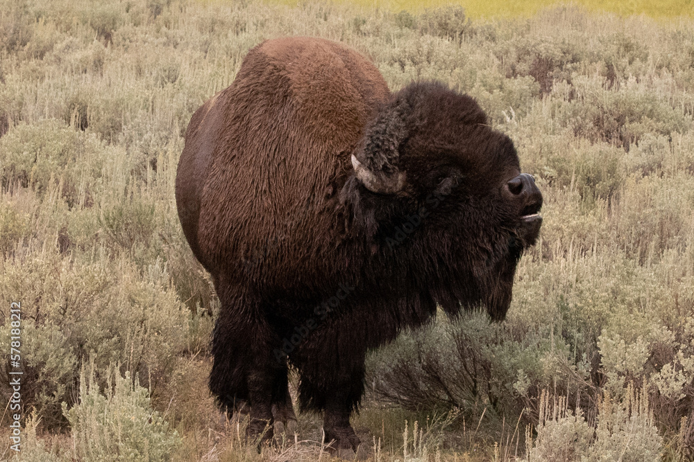 American Bison Buffalo bull in Hayden Valley in Yellowstone National Park United States