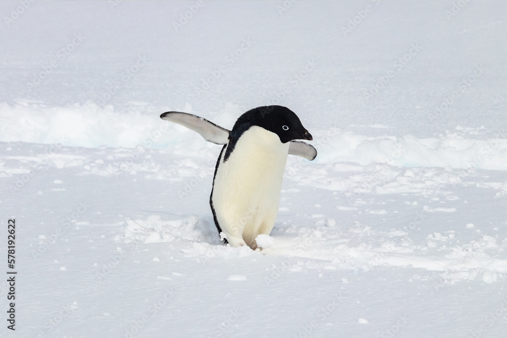 Fototapeta premium Adelie penguin (Pygoscelis adeliae) on the antarctic peninsula. Standing in snow. Flippers spread wide. Penguin tracks in the snow behind. 
