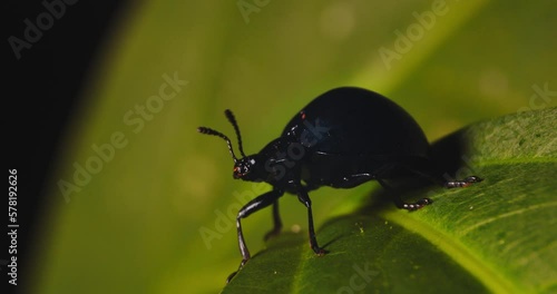 Wallpaper Mural Glossy Dark blue Beetle on a leaf cleaning its mouth parts Torontodigital.ca