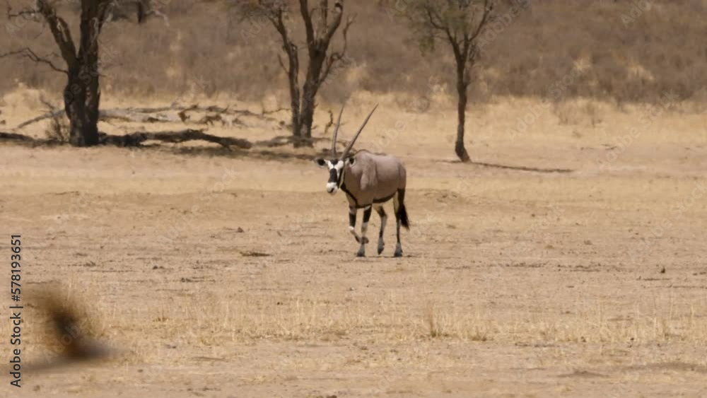 gemsbok runs across parched Kalahari savannah past ostriches on scorching hot day with heat haze gemsbok runs across parched Kalahari savannah past ostriches on scorching hot day with heat haze