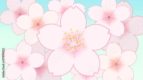 大きく花開く桜2