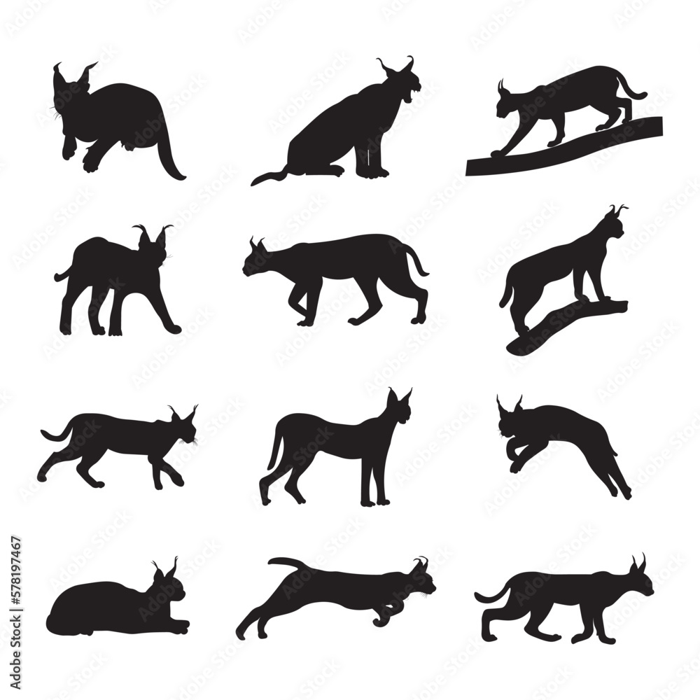 Set caracal cat silhouette vector illustration.