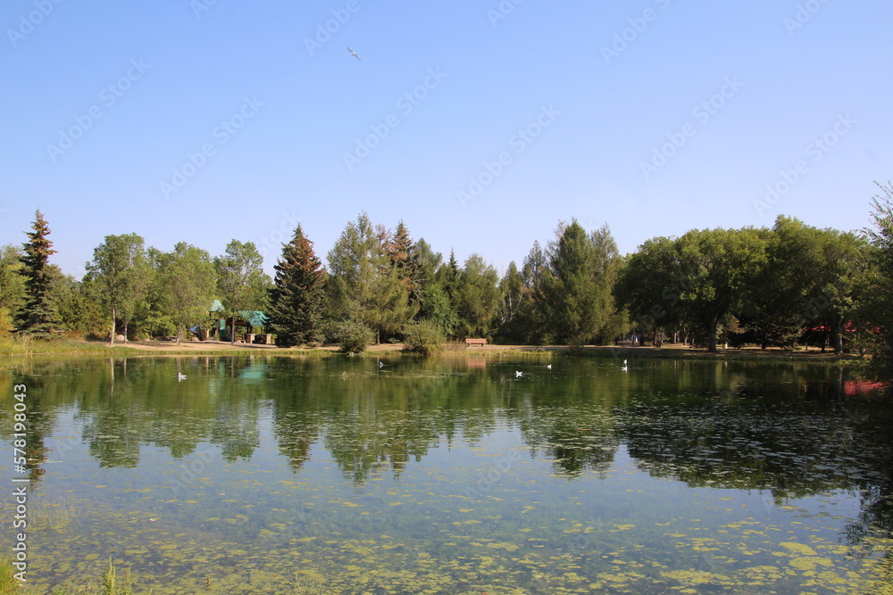 reflection of trees in lake reflection of trees in lake