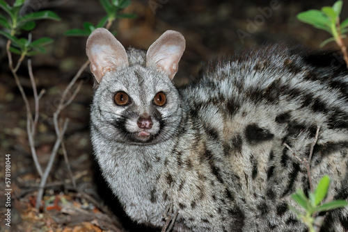 Portrait of a nocturnal large-spotted genet (Genetta tigrina), South Africa. photo