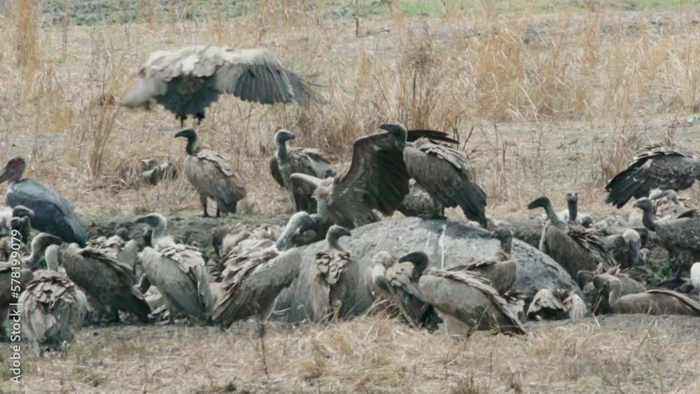 slow motion shot of a large group of vultures next to a dead hippo in dry African grassland. Two more vultures approaching and landing. Among the scavengers is also a Marabou stork slow motion shot of a large group of vultures next to a dead hippo in dry African grassland. Two more vultures approaching and landing. Among the scavengers is also a Marabou stork