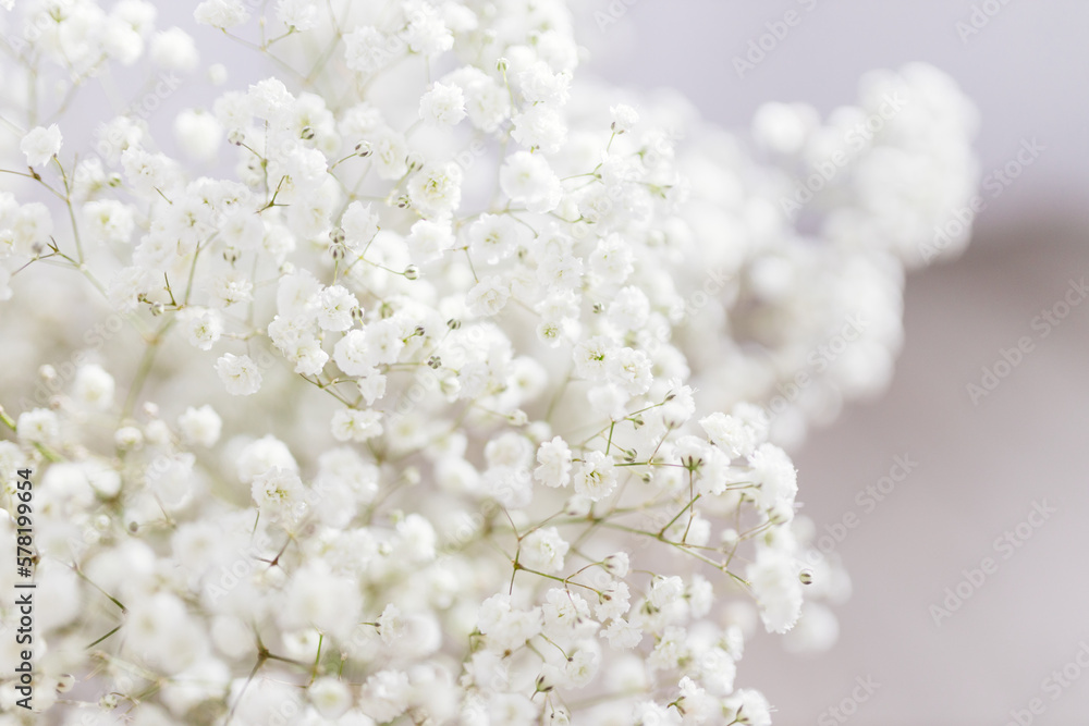 Obraz premium Bouquet of small white flowers. White gypsophila close-up. Spring floral background for text. Layout. Mock up