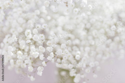 Bouquet of small white flowers. White gypsophila close-up. Spring floral background for text. Layout. Mock up