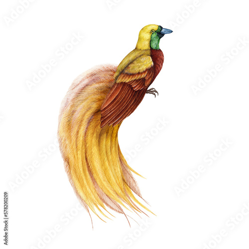 Greater bird of paradise watercolor illustration. Hand drawn beautiful exotic tropical avian with bright feathers. Paradise bird with beautiful tail image. Wildlife tropical native jungle animal. photo
