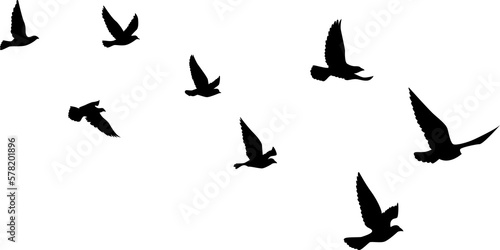 Photography Black vector flying birds flock silhouettes isolated on white background