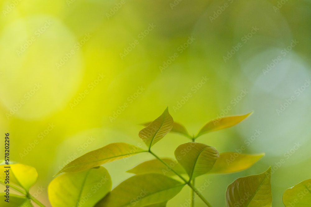 Naklejka premium Natural leaf backgorund with light in morning
