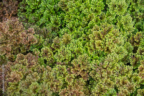 Closeup image of Polyscias fruticosa in the garden photo