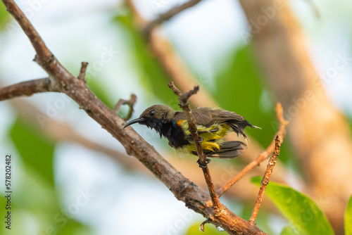 Olive Backed Sunbird on the tree in forest