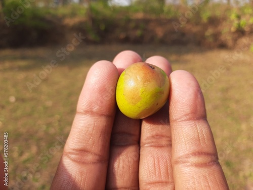 Ziziphus mauritiana. Its other names  Indian jujube, Indian plum, Chinese date, Chinee apple, ber, beri and dunks fruit. This  is a tropical fruit tree species belonging to the family Rhamnaceae. 
