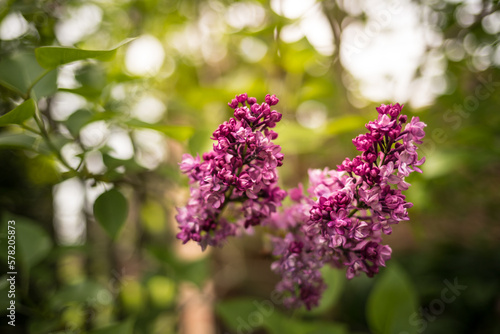 Pink Lillac flowers closeup of a branch. Blurred bokeh background on garden in spring.