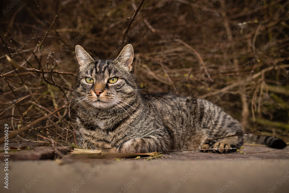 Cute european tabby cat lies in front of cut plant branches and looks relaxed to the left. Wood and branches background