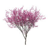 Cercis Siliquastrum, Yudas Tree, light for daylight, easy to use, 3d render, isolated 