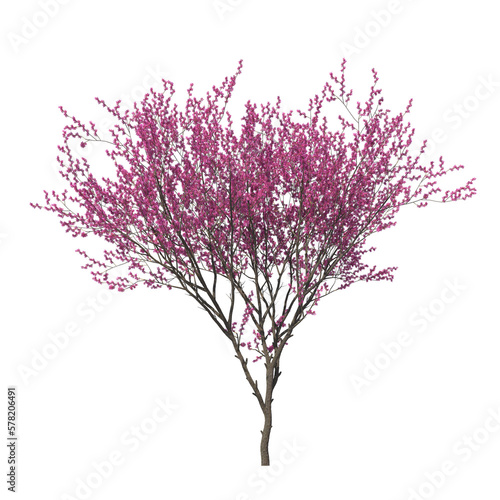 Cercis Siliquastrum, Yudas Tree, light for daylight, easy to use, 3d render, isolated  photo