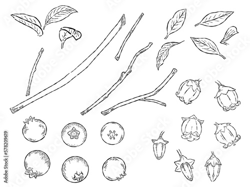 ペン画のブルーベリーのイラスト素材