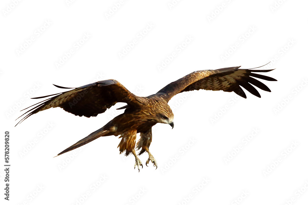 Fototapeta premium Birds of prey Black kite (Milvus migrans) flying on transparent background png file