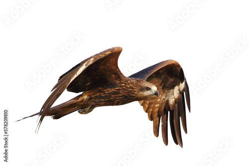 Bird of prey Black kite (Milvus migrans) flying on transparent background png file