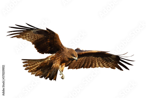 Bird of prey Black kite (Milvus migrans) flying on transparent background png file