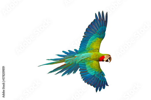 Colorful macaw parrot flying isolated on transparent background png file