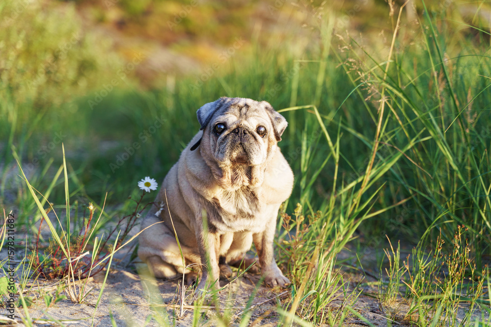 Obraz premium a little pug is sitting in the grass