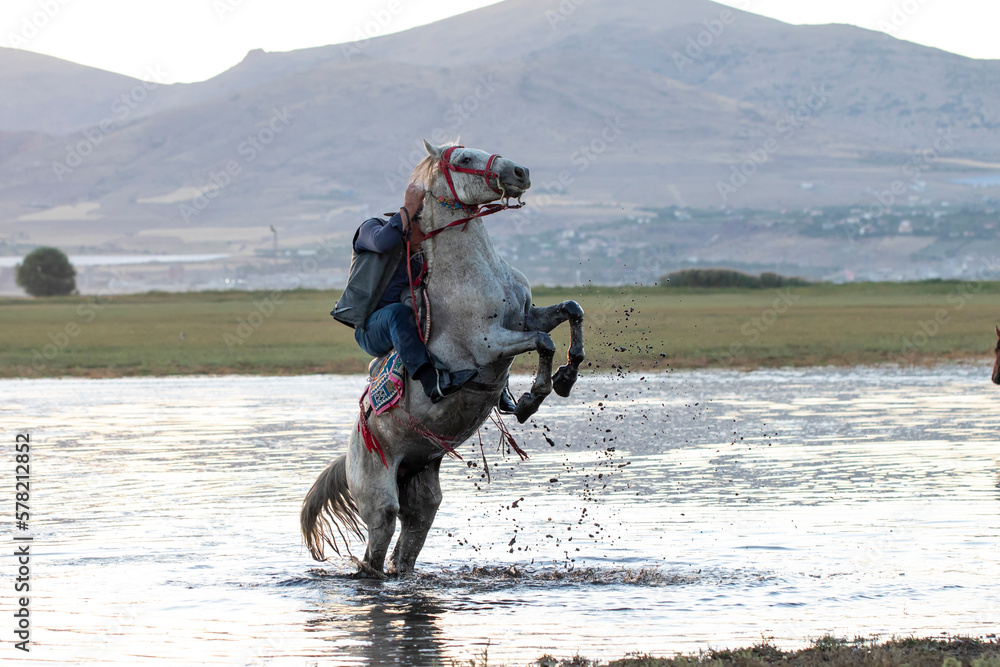 Naklejka premium Cowboy on rearing horse, wild horses 