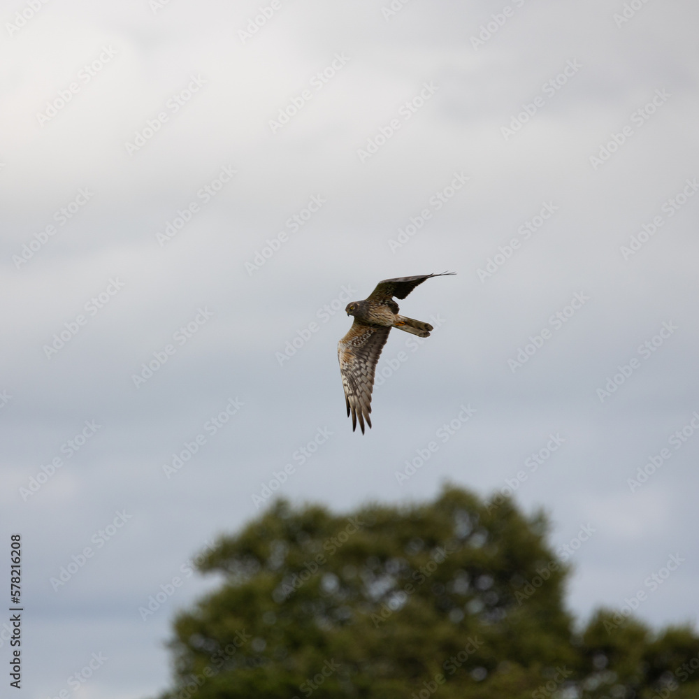 Obraz premium a Montagu's harrier in flight
